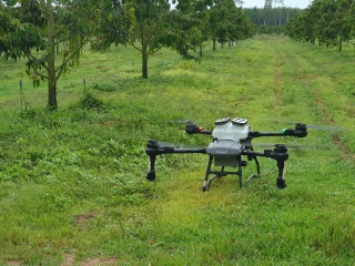 NAc Drone สาธิตโดรนเกษตร บุกสวนทุเรียน,เงาะ จ.สุราษฎร์